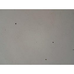 Capot - RENAULT - MASTER 2 PHASE 1