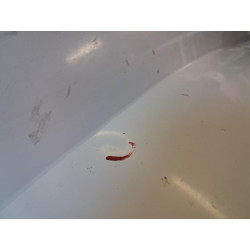 Capot - RENAULT - MASTER 3 PHASE 1