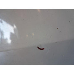 Porte avant gauche - AUDI - TT 2 COUPE PHASE 1