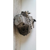 Boite de vitesses - CITROEN - C4 2 PHASE 1